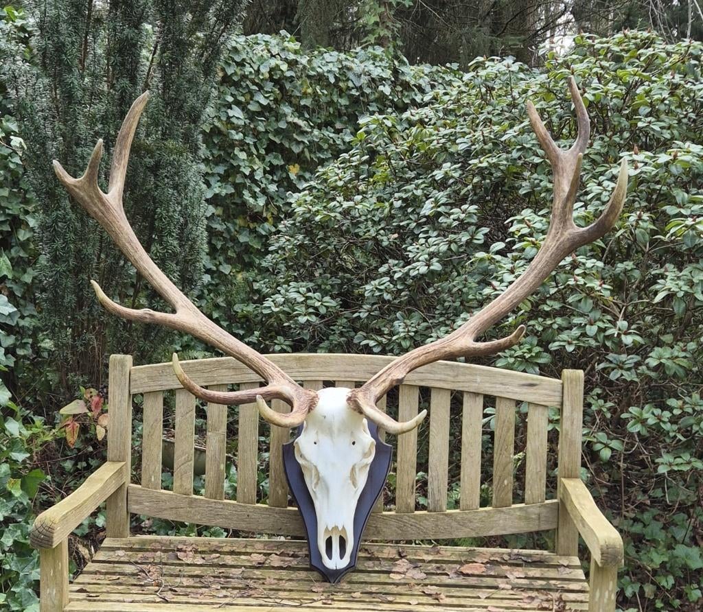 Mega Groot Zwaar Edelhert Gewei Trofee Jacht Hut Mancave, Verzamelen, Dierenverzamelingen, Zo goed als nieuw, Gewei of Kop, Hert