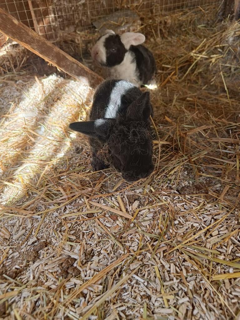 Rex Widder baby konijntjes, Dieren en Toebehoren, Konijnen, Mannelijk, Dwerg, Hangoor, 0 tot 2 jaar