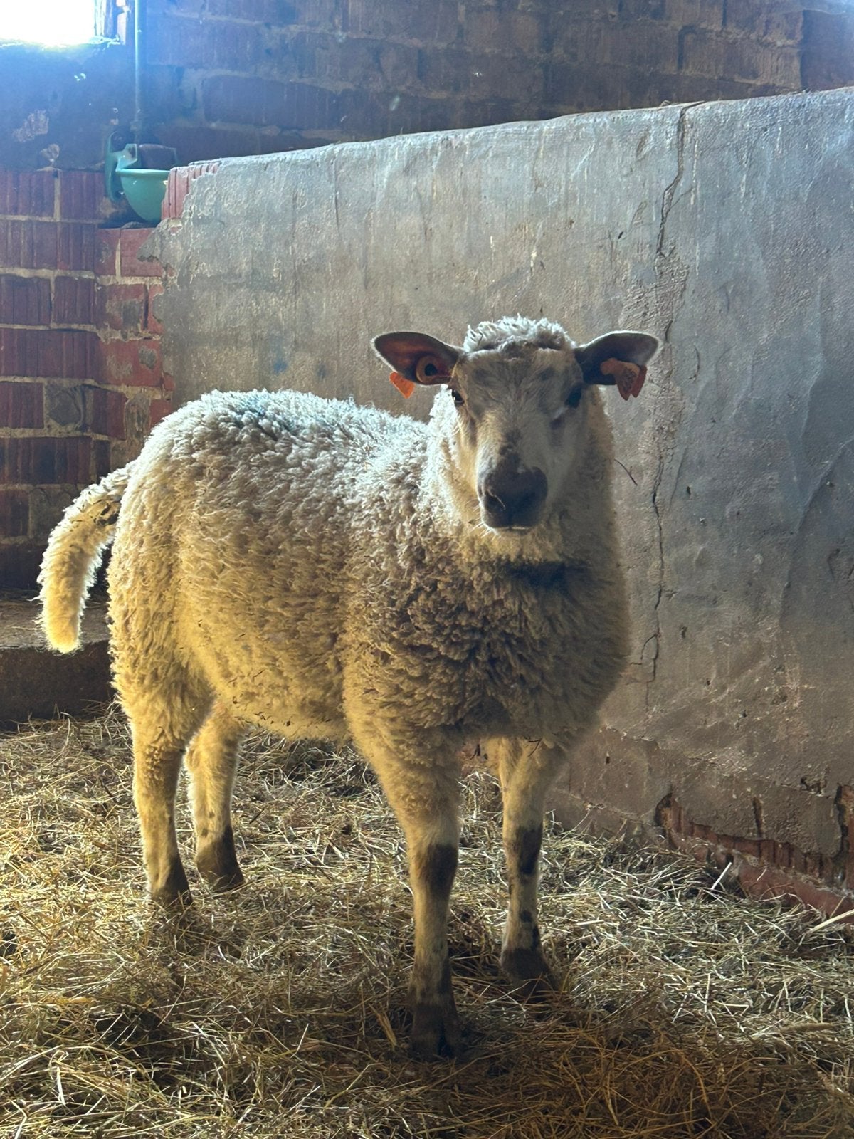 Bok 8 maand oud, Dieren en Toebehoren, Schapen, Geiten en Varkens, Mannelijk