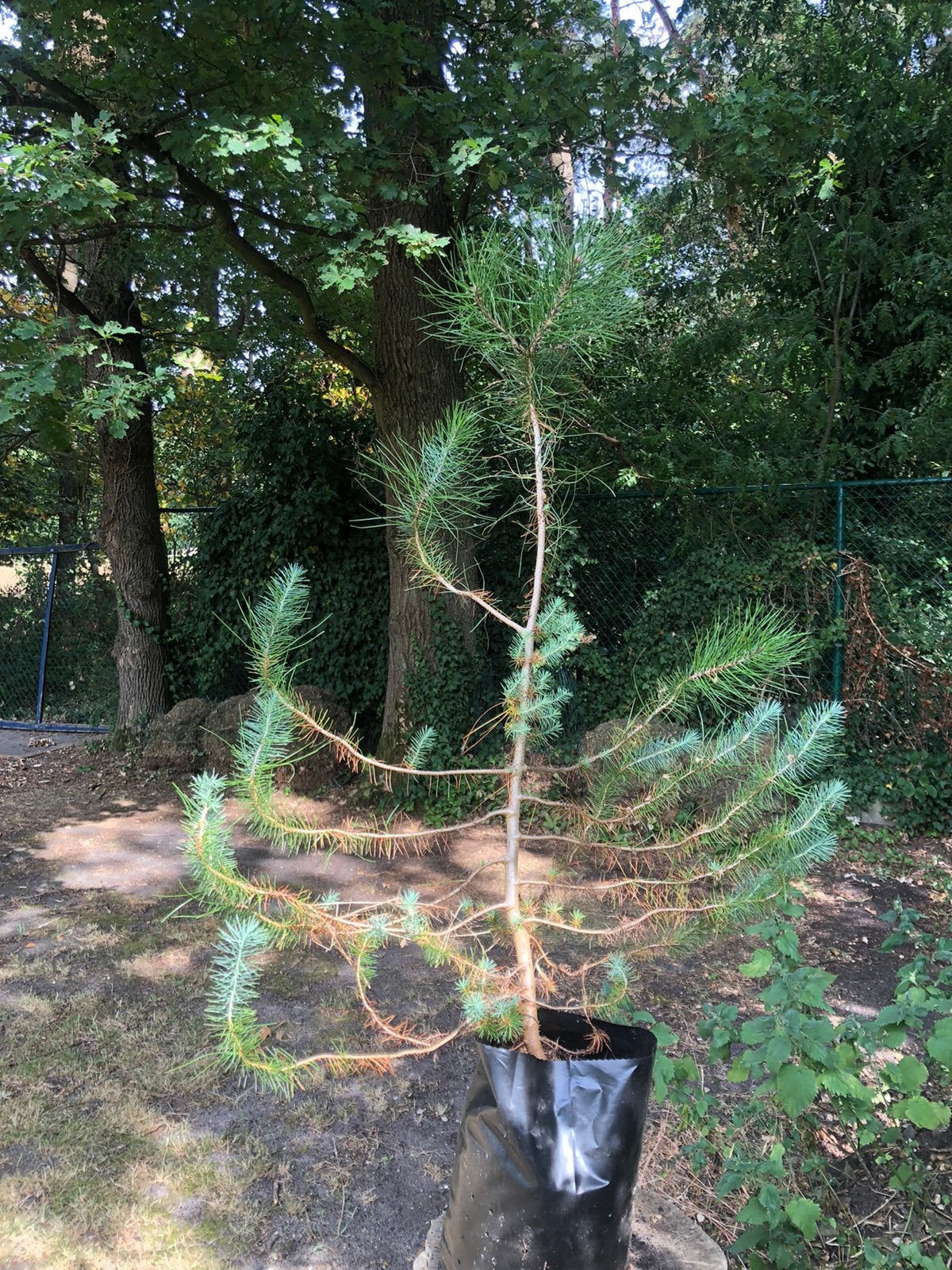 Pinus Pinea Pijnboom, Tuin en Terras, Planten | Bomen, Ophalen