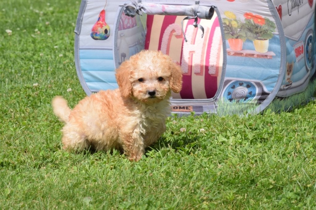 Les chiots caniches restent petits, de toutes les couleurs, Caniche, Plusieurs, Belgique, Plusieurs animaux