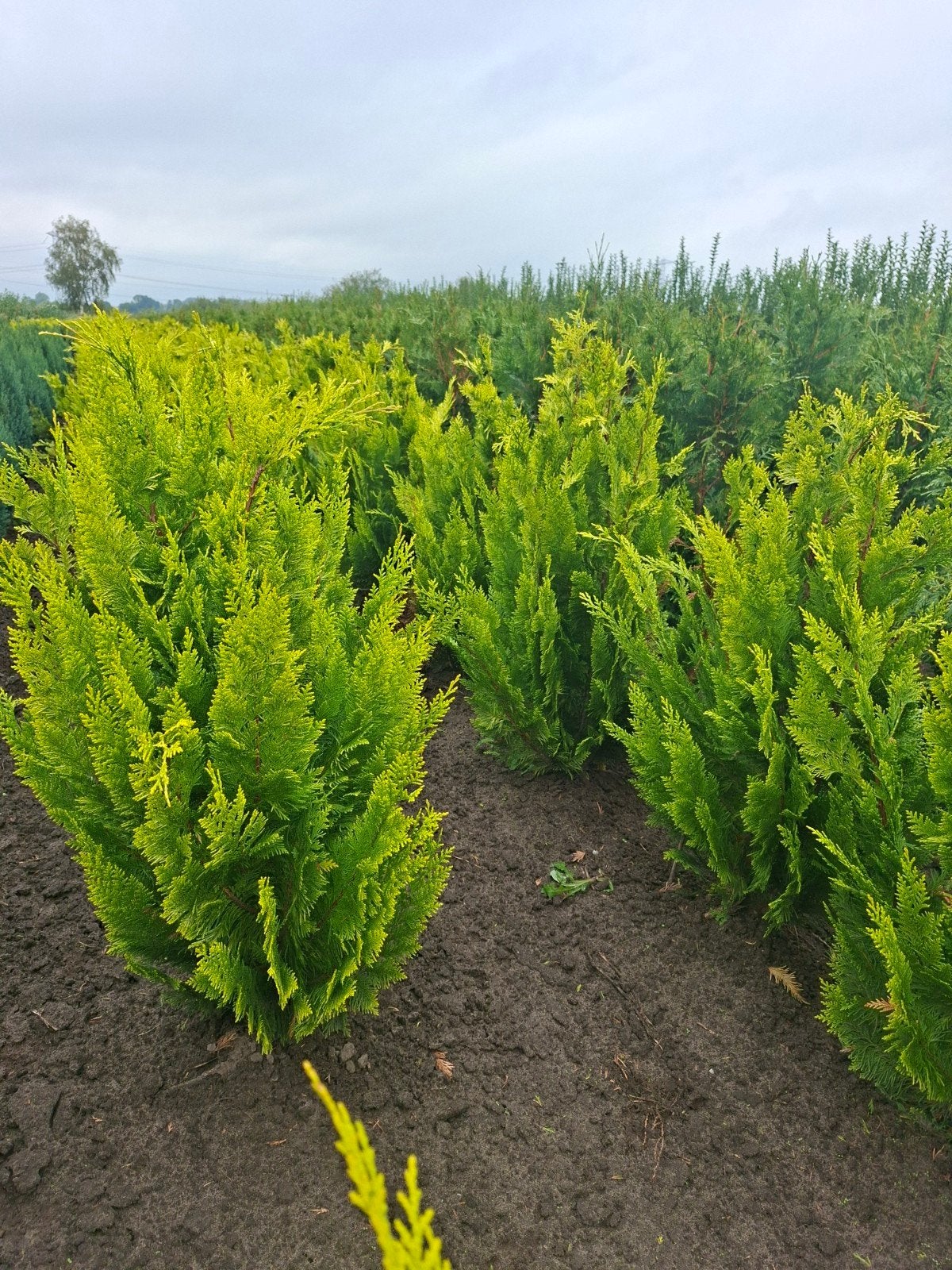 conifeer, Chamaecyparis Lawsoniana Yvonne, Ophalen of Verzenden