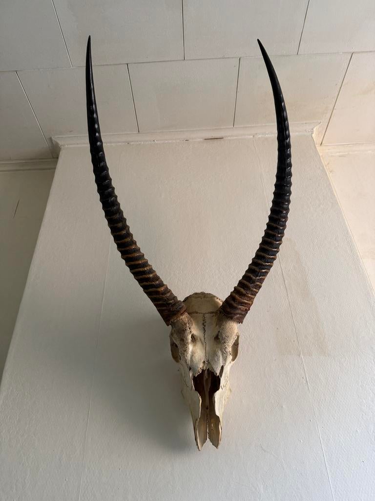 Corne antilope, Enlèvement, Utilisé, Crâne