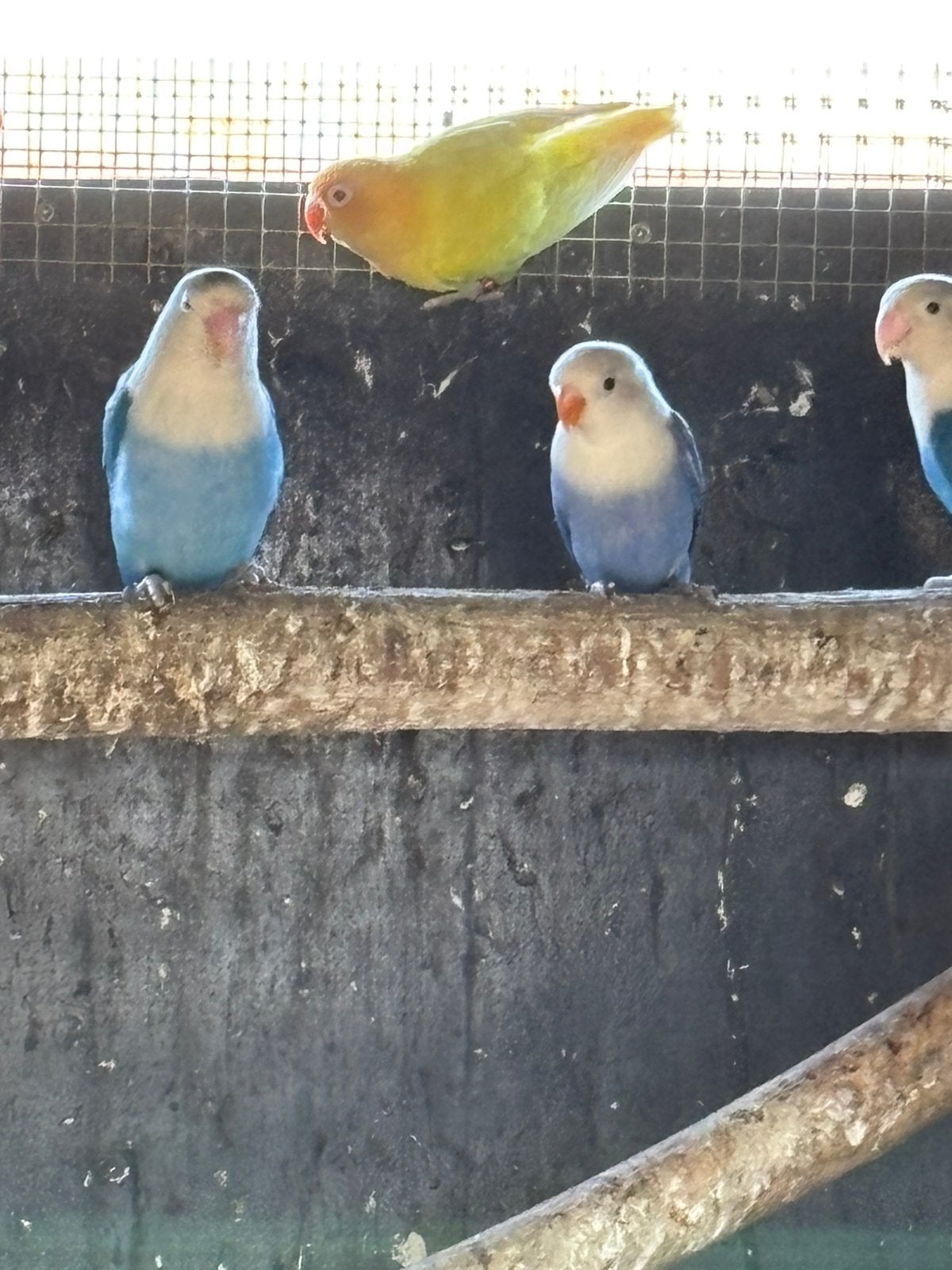 Fischerie, Dieren en Toebehoren, Vogels | Parkieten en Papegaaien