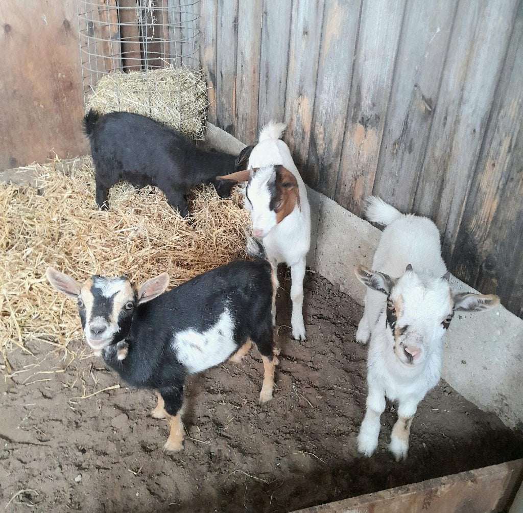 Te koop, mooie bonte jonge dwerggeitjes. (vrouwtjes), Dieren en Toebehoren, Vrouwelijk, Geit, 0 tot 2 jaar