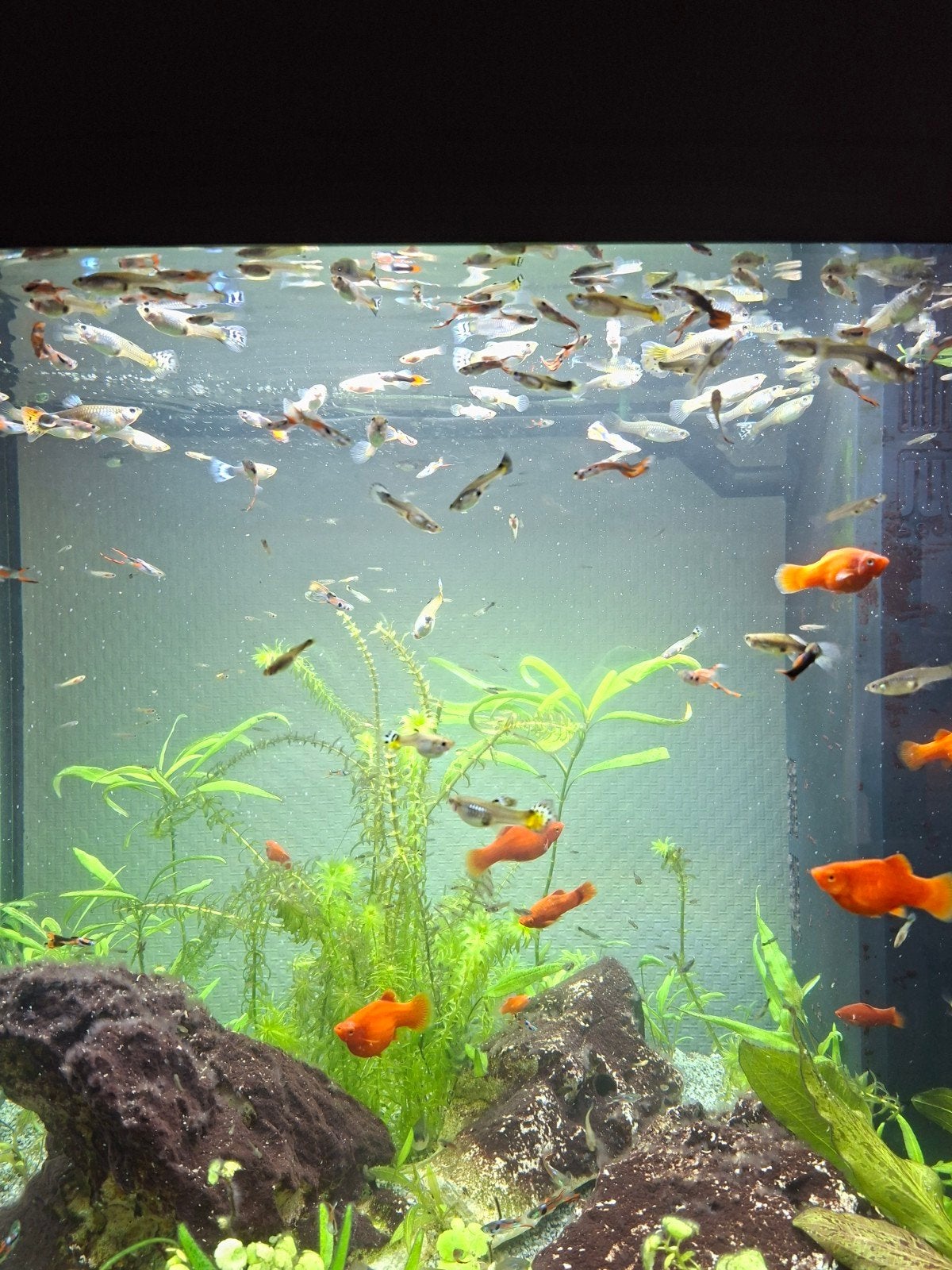 mooie guppy's