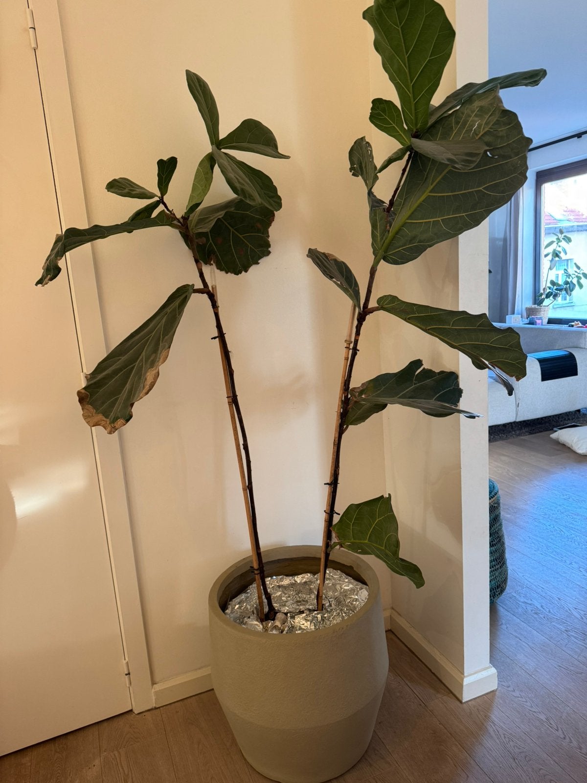 XL Ficus Lyrata – 2 meter hoog – inclusief grote sierpot, Ophalen, Ficus