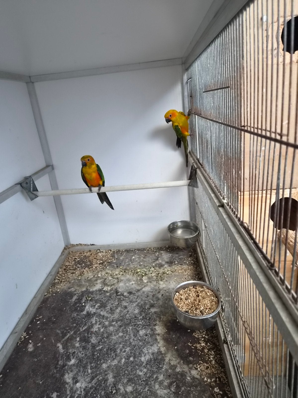 2 koppels zonneparkieten kun per koppel of samen