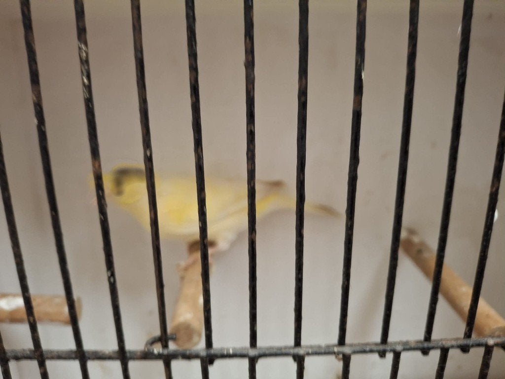 mooie jonge kanarie man, Dieren en Toebehoren