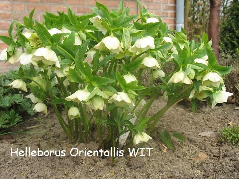 Helleborus Orientalis , prachtige winterbloeier., Tuin en Terras, Planten | Tuinplanten, Ophalen, Winter, Vaste plant, Halfschaduw