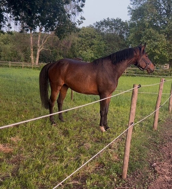 7jarige Diamant x Voltaire springpaard / fokmerrie te koop, Dieren en Toebehoren, Paarden, Z, Springpaard