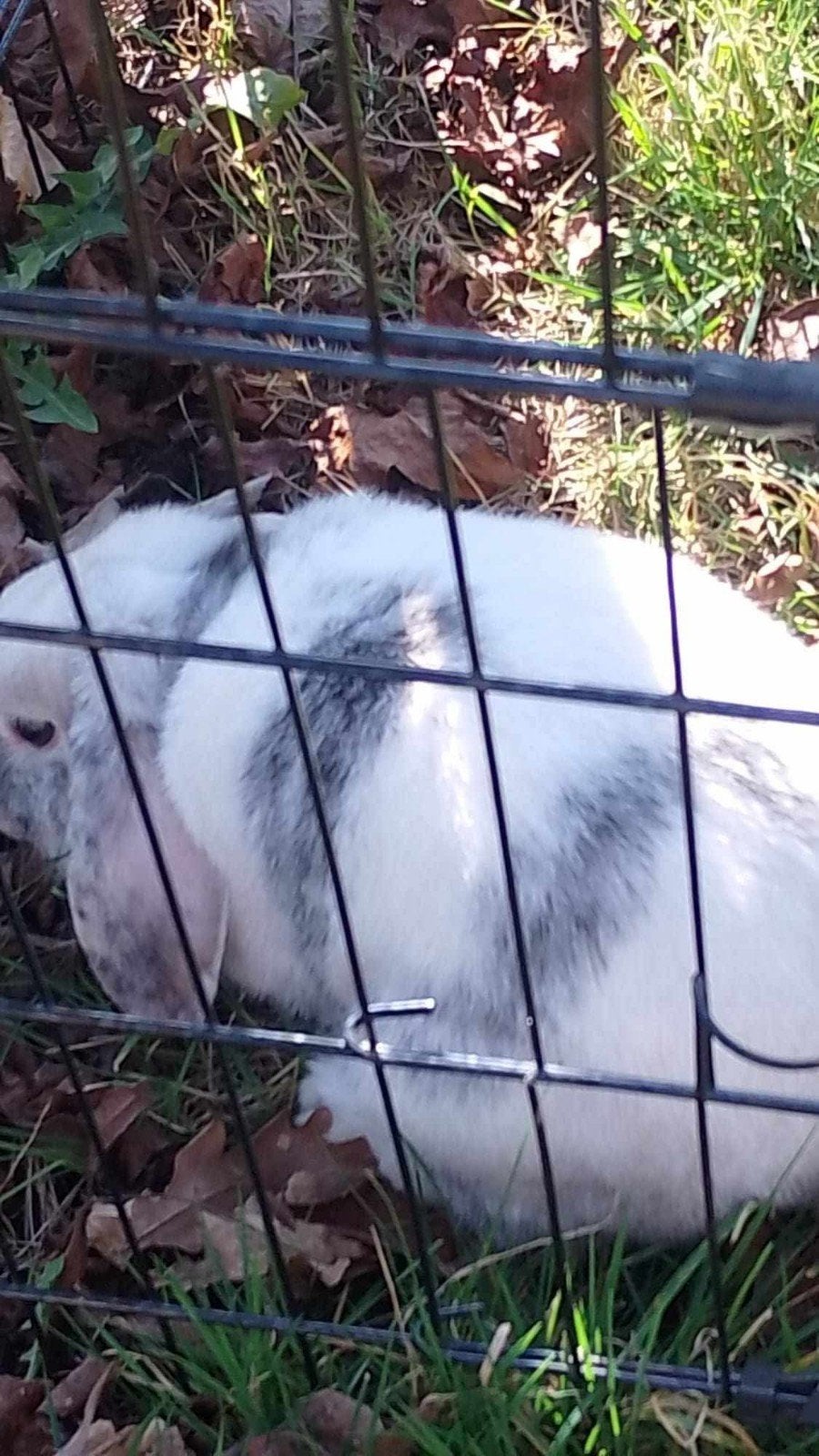 Superlief NHD dwergkonijn, Dieren en Toebehoren, Konijnen, Dwerg, Mannelijk, 0 tot 2 jaar, Hangoor