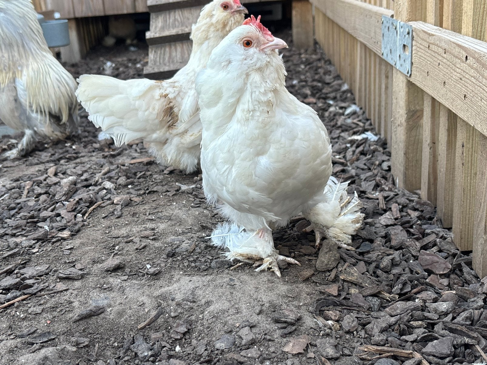 Ukkelse baardkriel hen wit, Femelle
