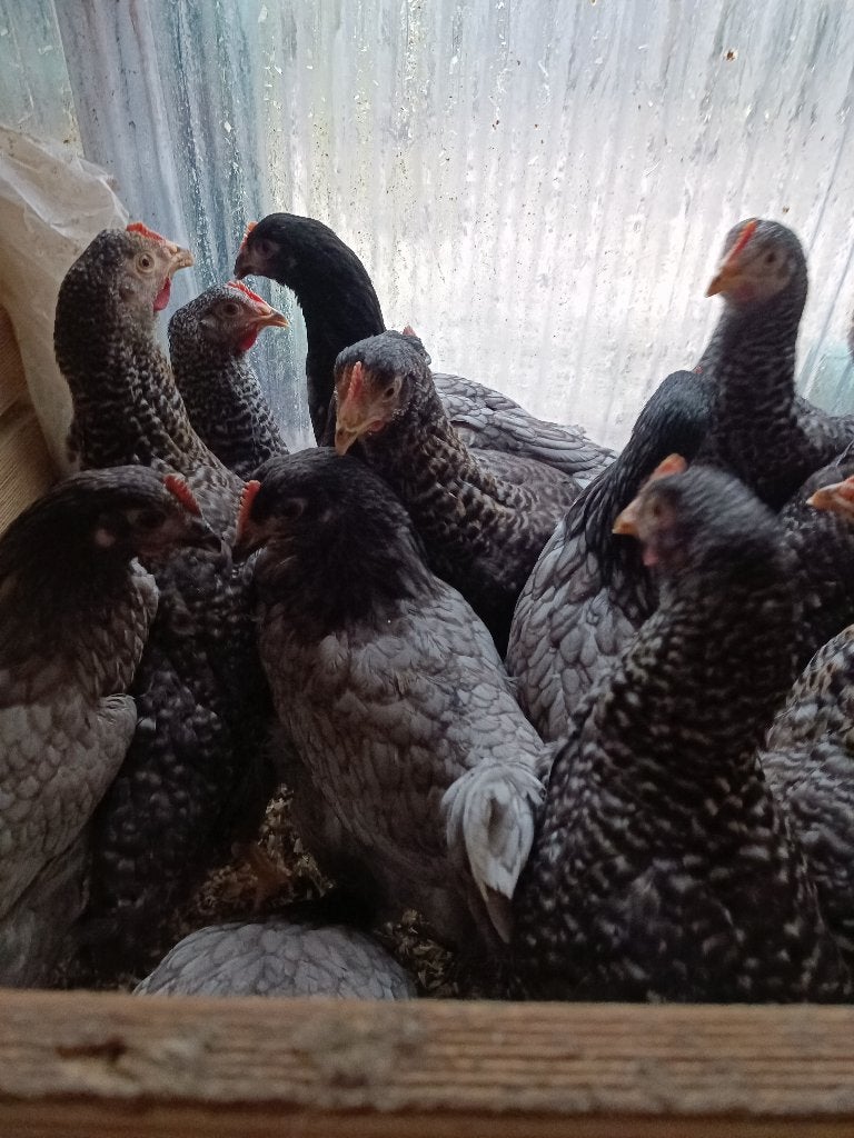 dernières jeunes poules Bleu de Landes & Sussex de +-3 kg, Animaux & Accessoires, Volatiles, Poule ou poulet, Femelle