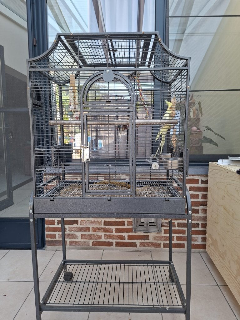 Valkparkiet, Dieren en Toebehoren, Vogels | Parkieten en Papegaaien, Geslacht onbekend, Parkiet