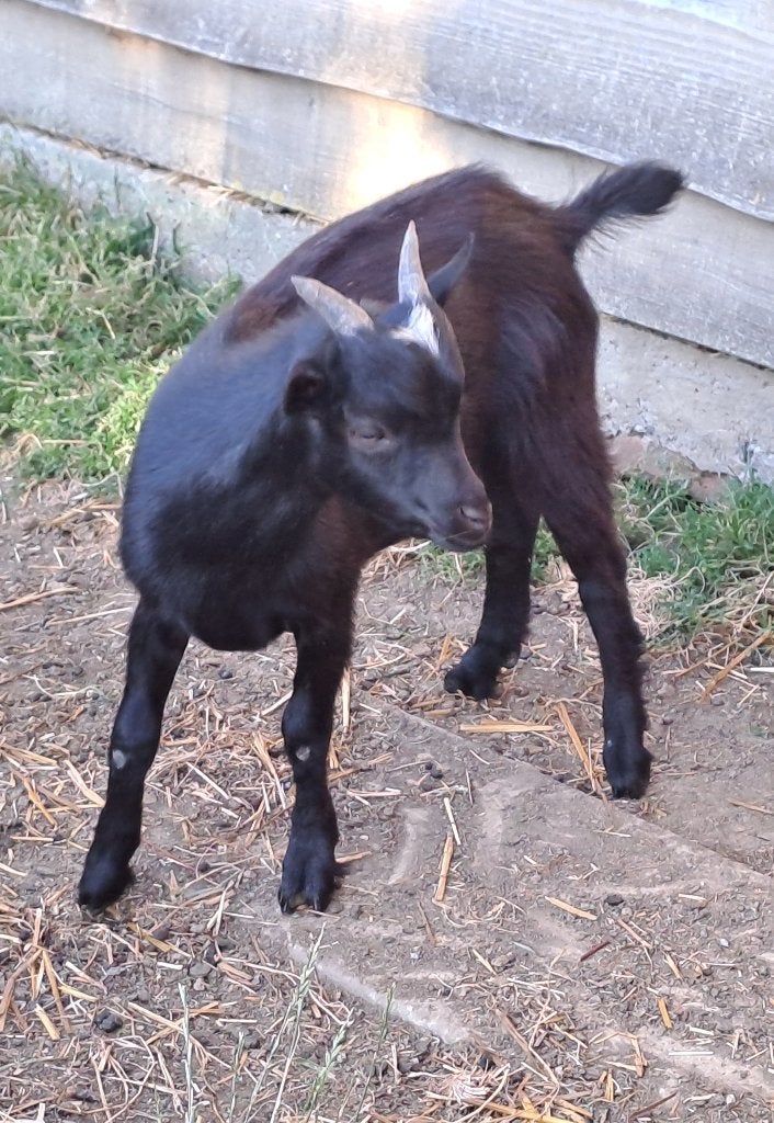Bokje, Mâle, Chèvre, 0 à 2 ans
