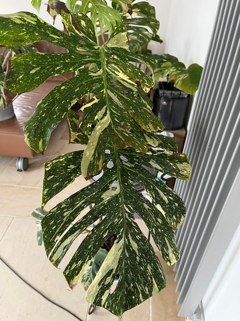 Monstera thai constellation opruiming plaatsgebrek, Huis en Inrichting, Kamerplanten, Ophalen