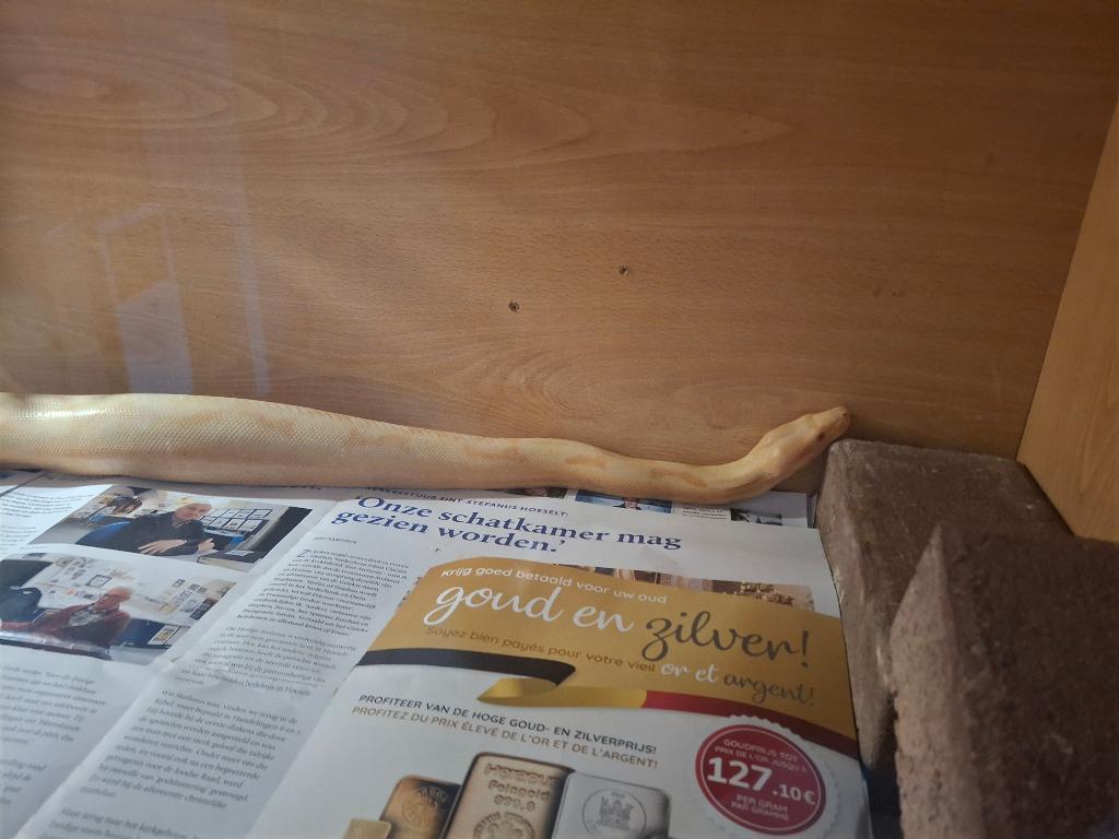 Slang sunglow albino, Dieren en Toebehoren, Reptielen en Amfibieën, Slang, Met terrarium, 0 tot 2 jaar