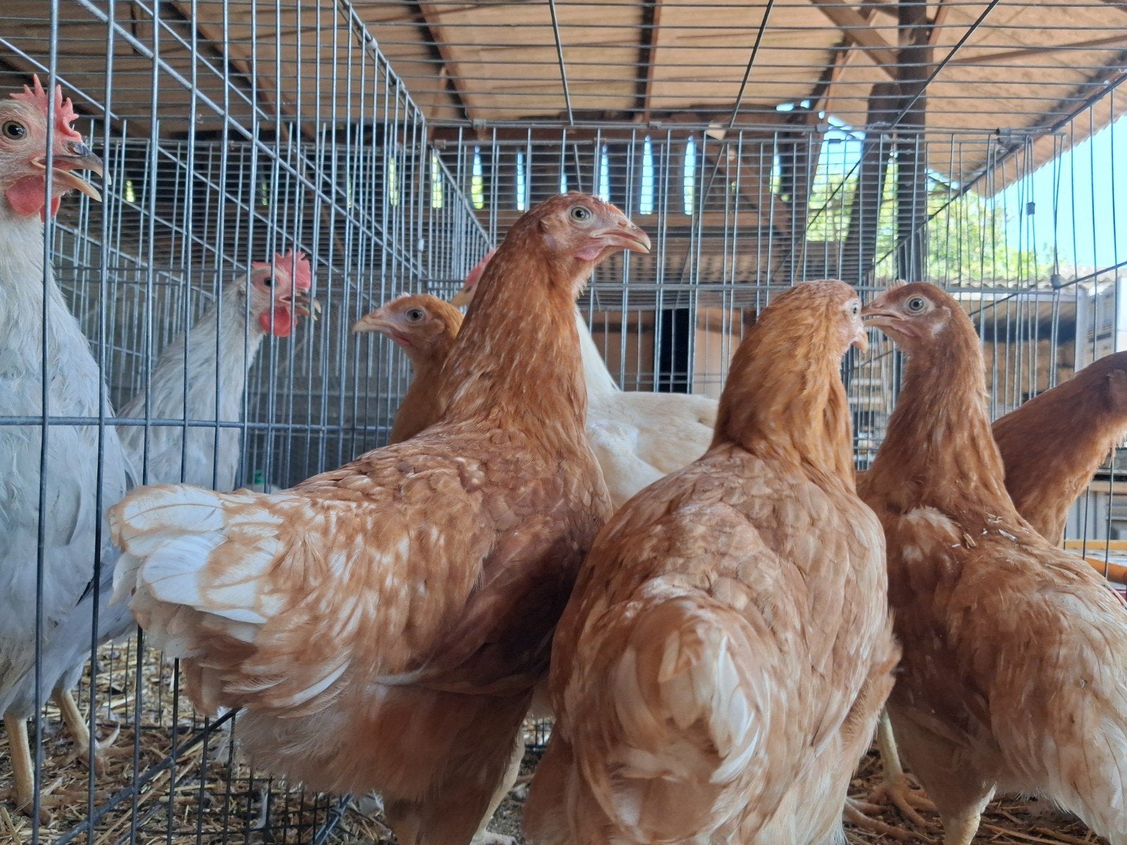 Jonge legkippen van 14 weken oud beschikbaar, Dieren en Toebehoren, Pluimvee, Vrouwelijk, Kip