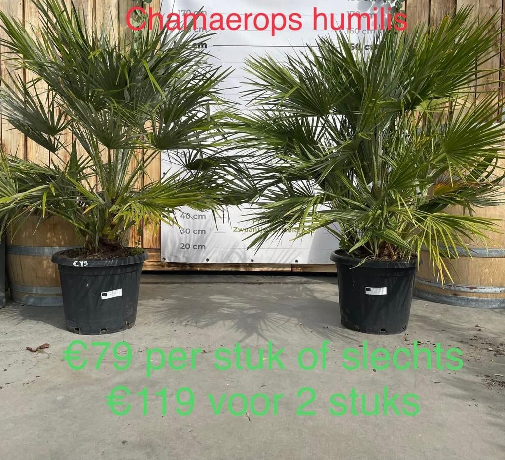 ‼️Chamaerops humilis aan promoprijzen ‼️, Tuin en Terras, Ophalen