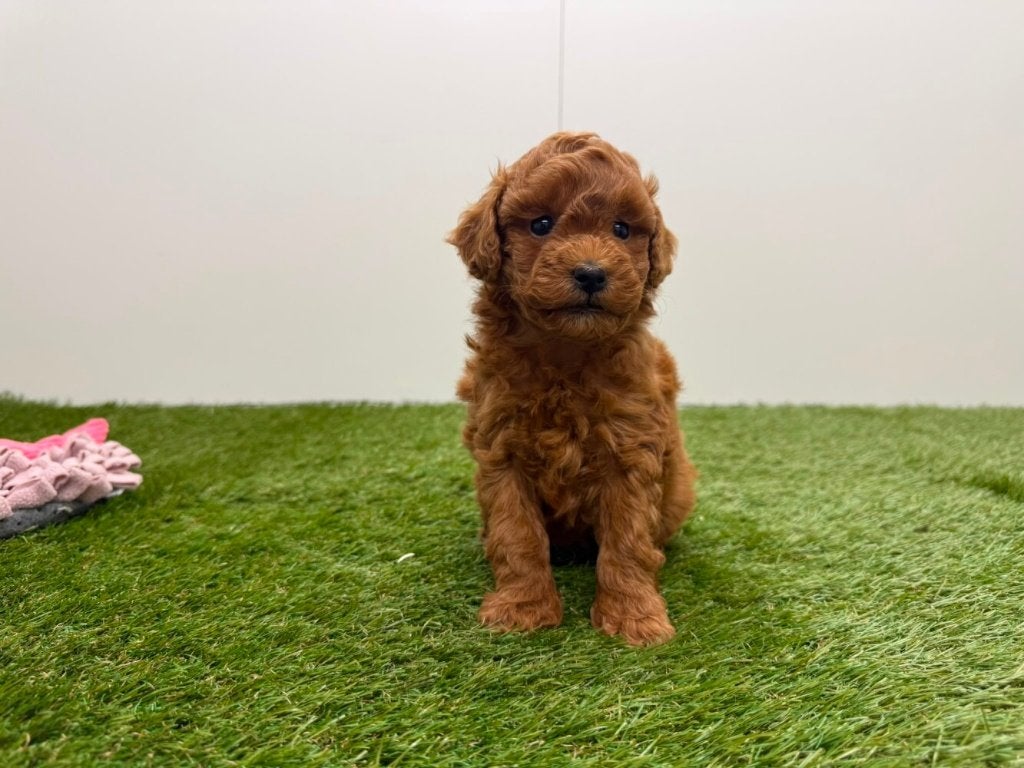 Nestje Dwergpoedel pups 2, Dieren en Toebehoren, Poedel, België, Reu, CDV (hondenziekte)