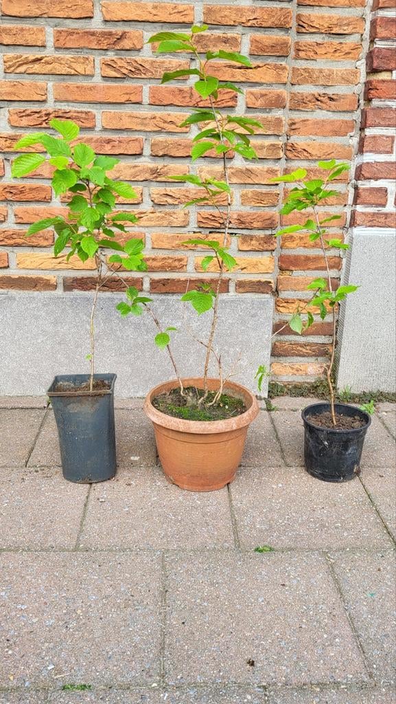 Kerzenbomen (per stuk voor 10 euro), Ophalen