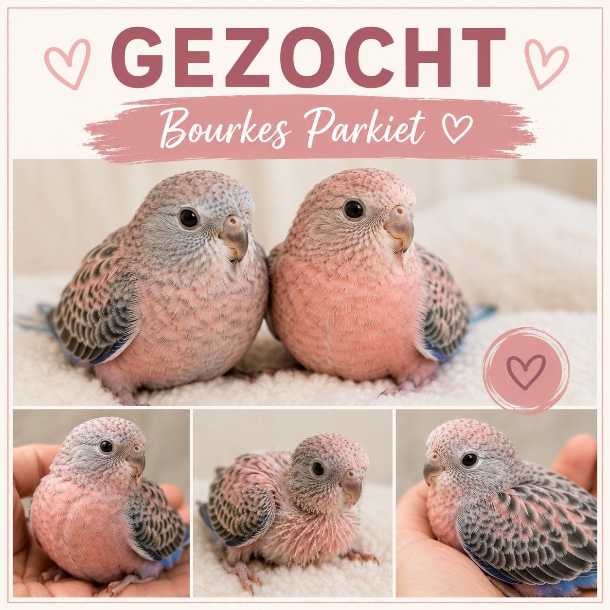 Gezocht, baby bourkes parkieten (alle kleuren), Dieren en Toebehoren