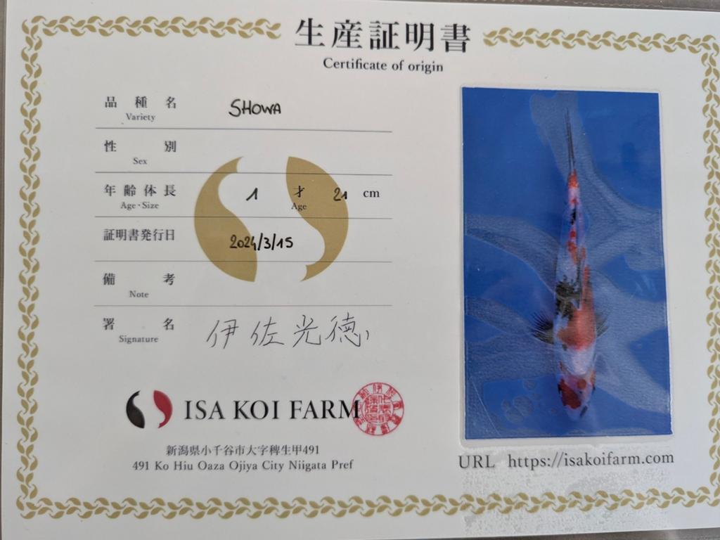 Koi met certificaat