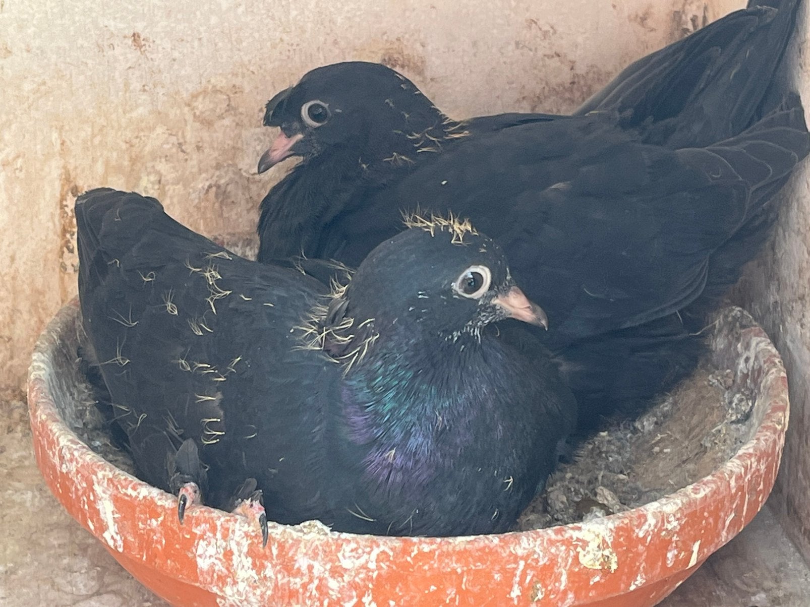 Takla arap, Dieren en Toebehoren, Vogels | Duiven, Meerdere dieren, Tuimelaar of Roller