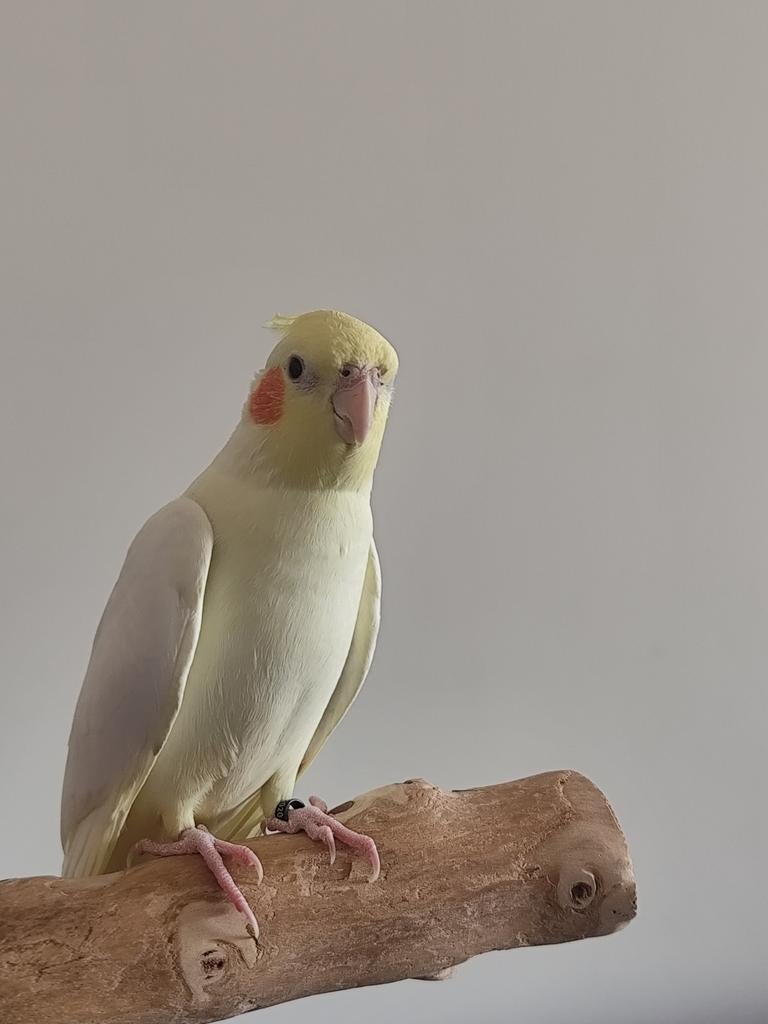 Volledig tamme valkparkiet +/- 6 maand oud, Dieren en Toebehoren, Mannelijk, Parkiet, Geringd