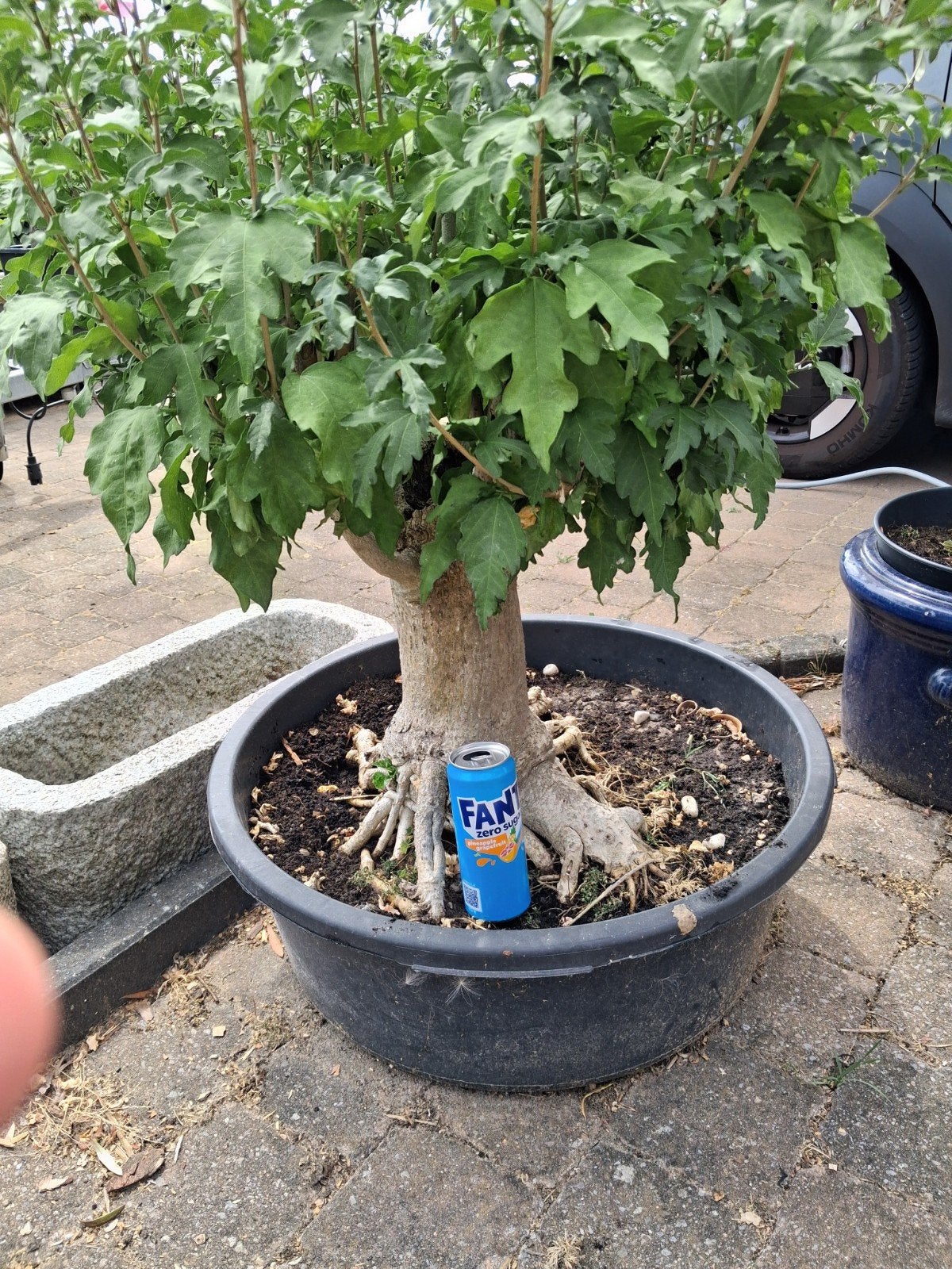 hibiscus, Tuin en Terras, Ophalen