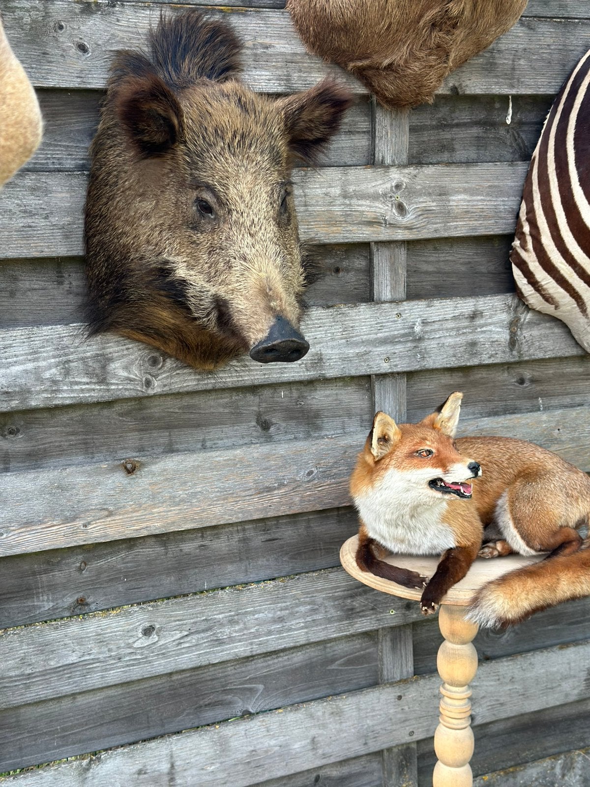 Vos taxidermie zeer mooi, Ophalen