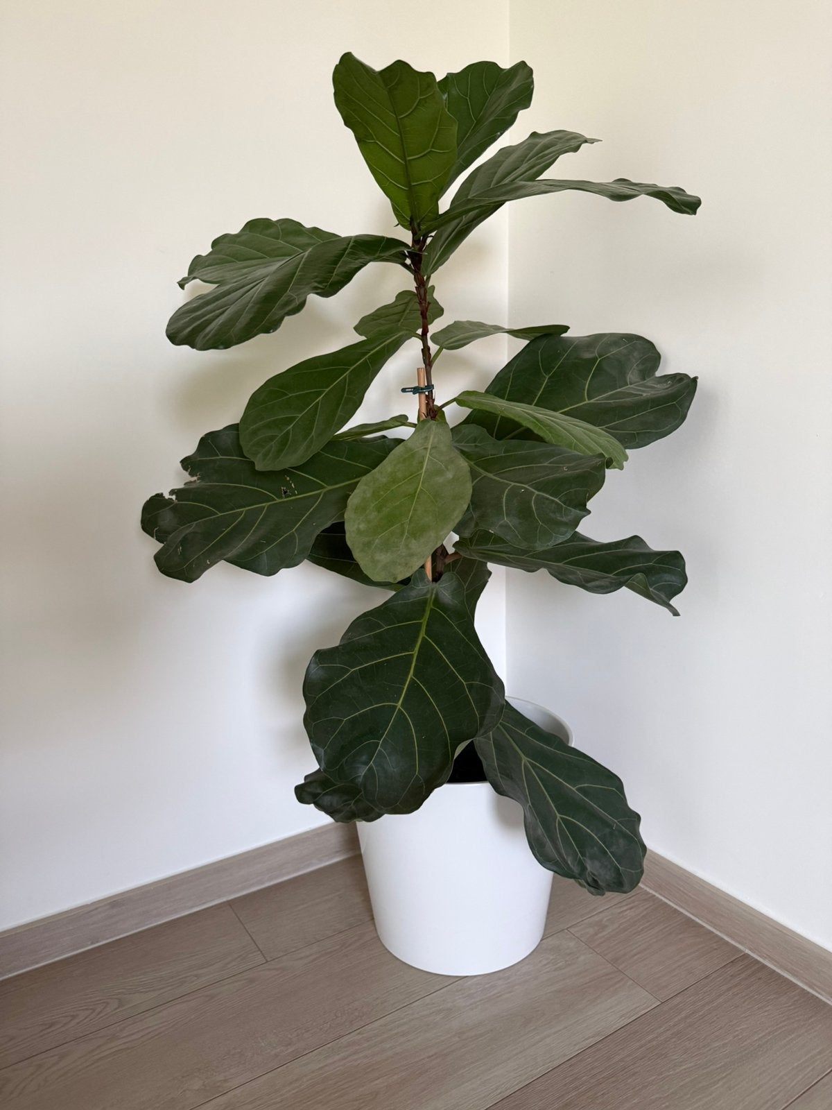 Ficus lyrata/vioolbladplant, Ophalen, Ficus