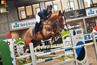 Braaf en ervaren springpaard, Springpaard, Met stamboom, Ruin, Niet van toepassing