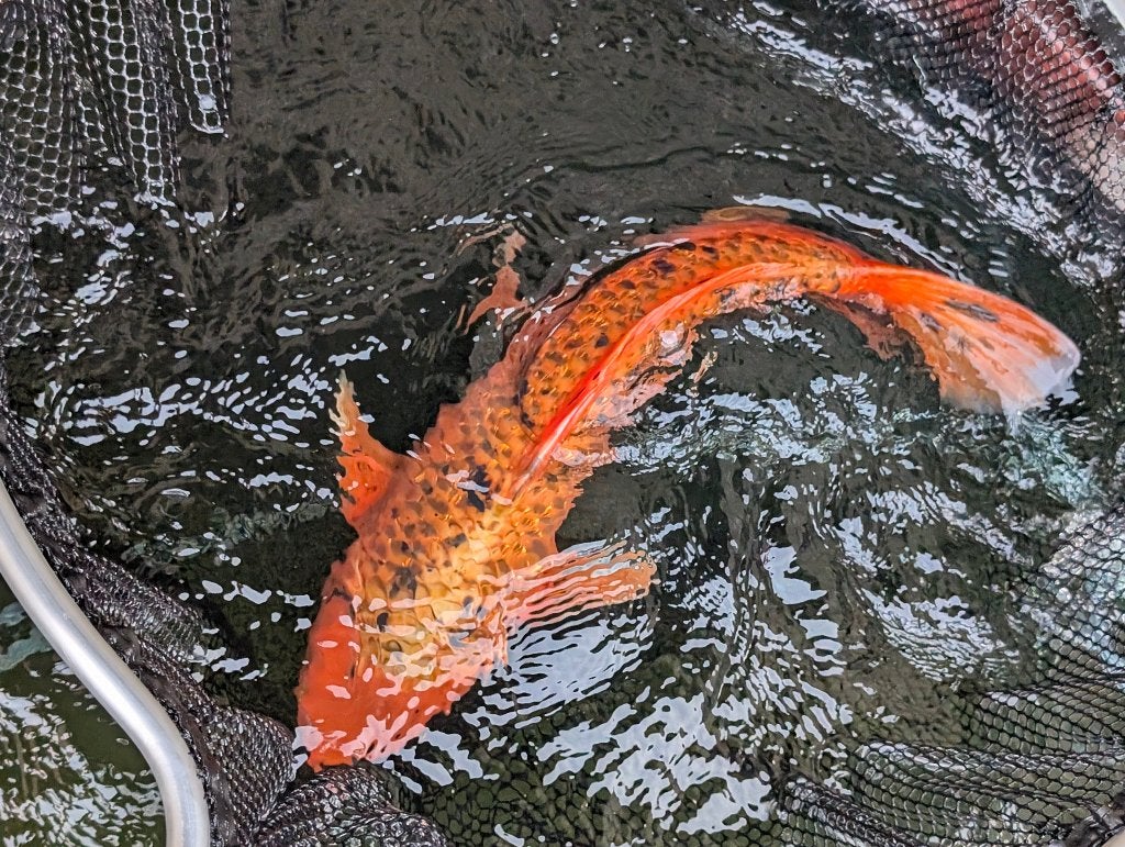 Japanse Koi, Dieren en Toebehoren, Vissen | Vijvervissen, Karper of Koi