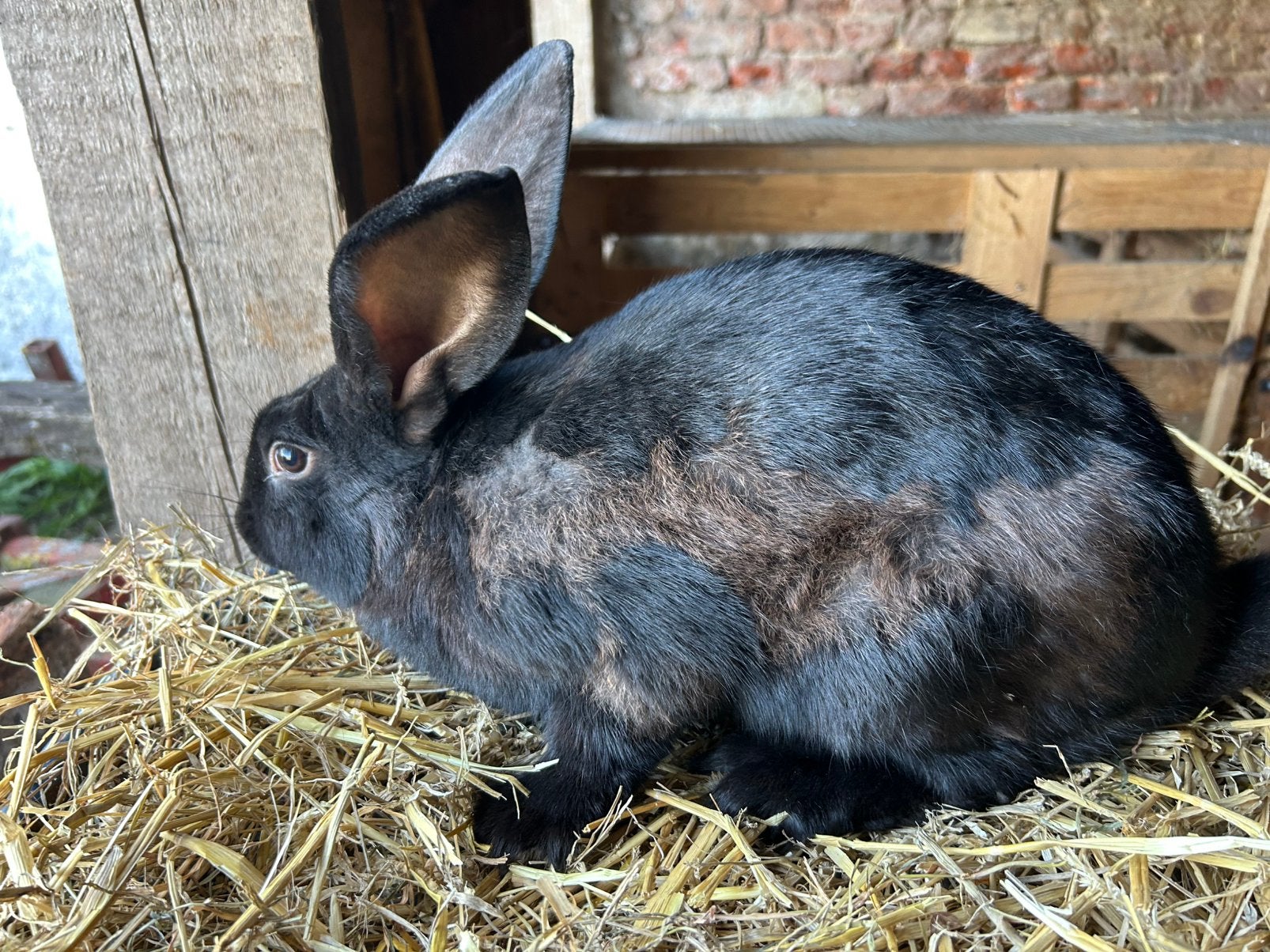 Vlaamse reus, Dieren en Toebehoren, Konijnen, Mannelijk, Groot, 0 tot 2 jaar