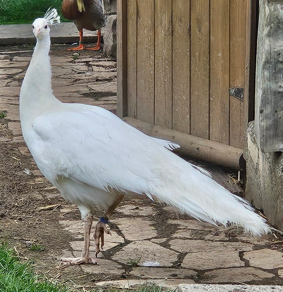 Witte pauw haan, Dieren en Toebehoren, Pluimvee, Mannelijk, Overige soorten
