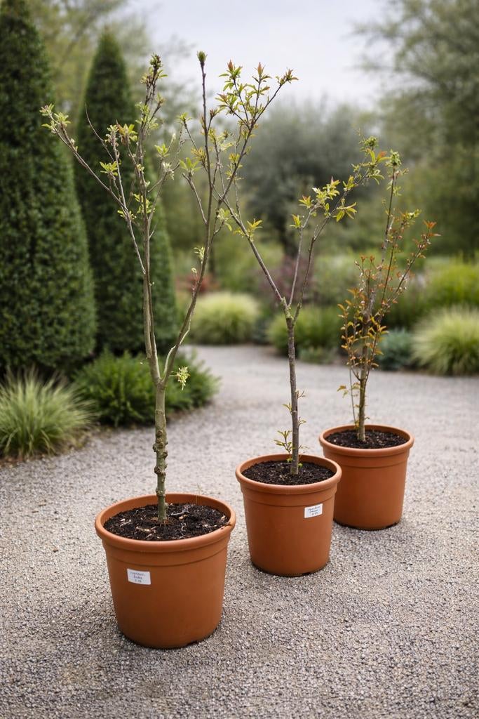 Fruitboom kerselaar prunus   - kers Hedel, Tuin en Terras, Ophalen