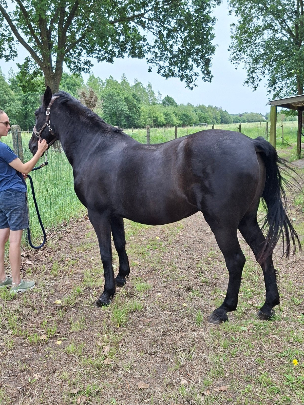 Spaanse merrie (recreatie paard), Minder dan 160 cm, Zadelmak, 11 jaar of ouder, Recreatiepaard