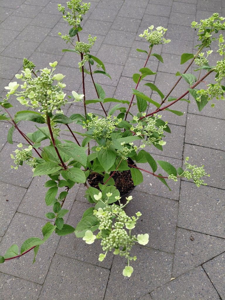 Hydrangea Wim's Red, Tuin en Terras, Ophalen