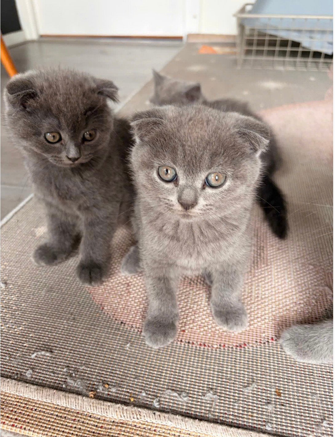 Britse korthaar kittens, Plusieurs animaux, Vermifugé, 0 à 2 ans