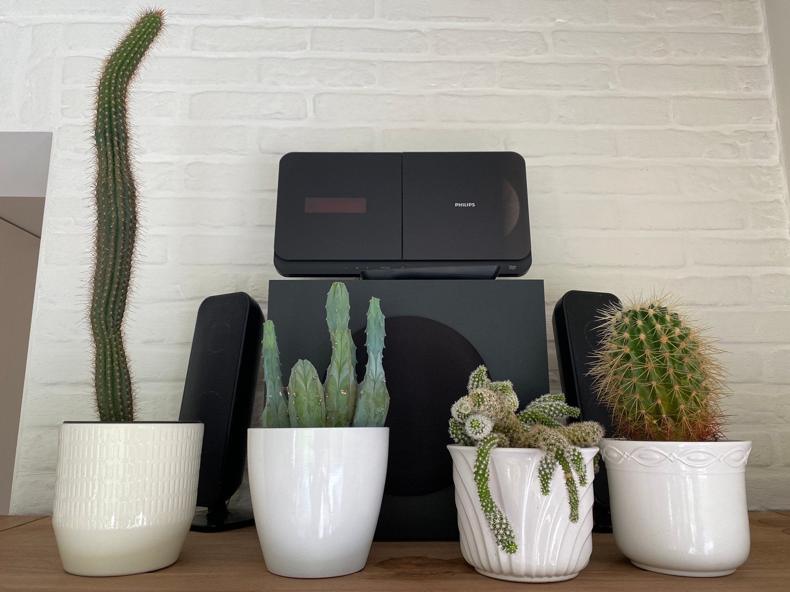 Lot cactussen, Ophalen