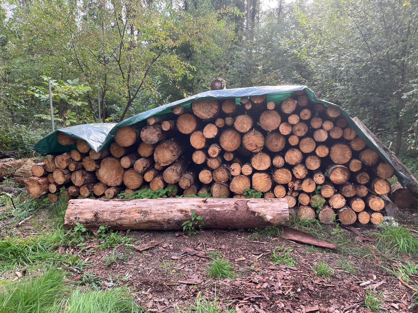 Brandhout - droog - Stammen 45 euro per kuub, 6 m³ of meer, Ophalen, Stammen