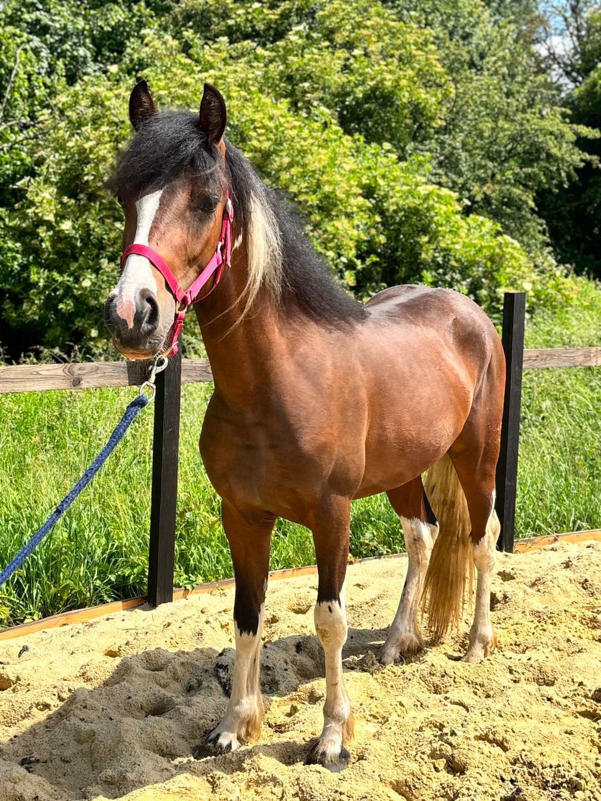 Poney grand taille, Vélos & Vélomoteurs, Enlèvement ou Envoi, Comme neuf