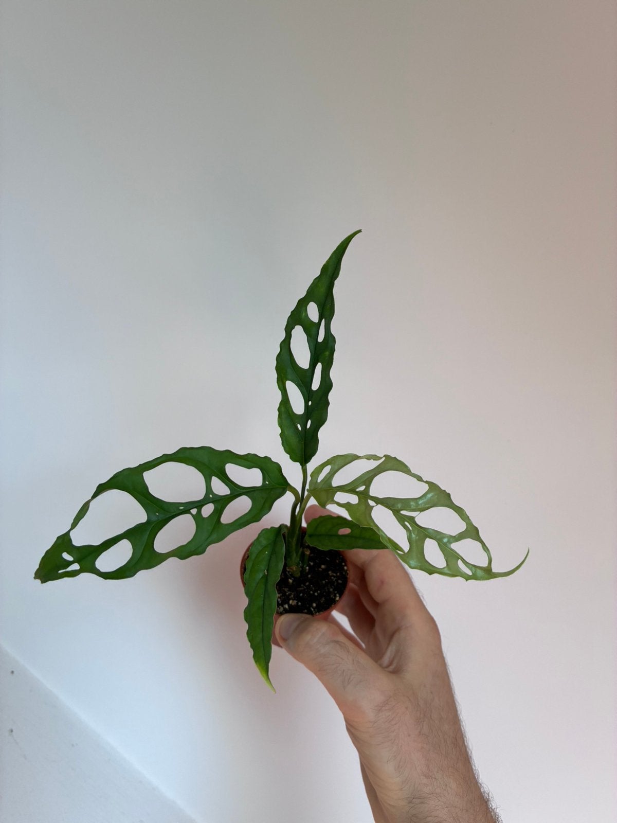 Monstera obliqua peru, Huis en Inrichting, Kamerplanten, Ophalen