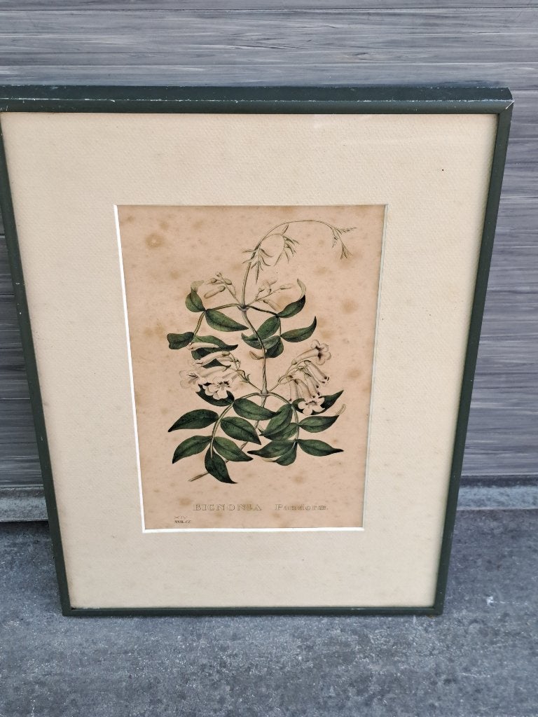 lithographie bignonia pandorae, Ophalen of Verzenden, Lithografie