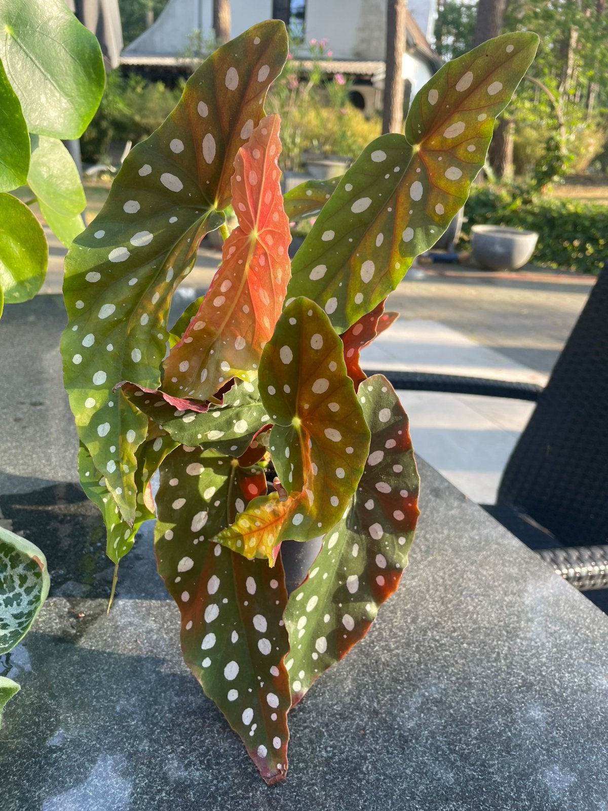 Bladbegonia kamer of terrasplant., Ophalen