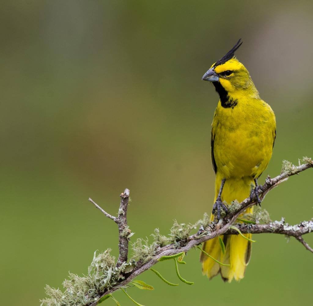groene kardinaal, Mannelijk, Wildzangvogel