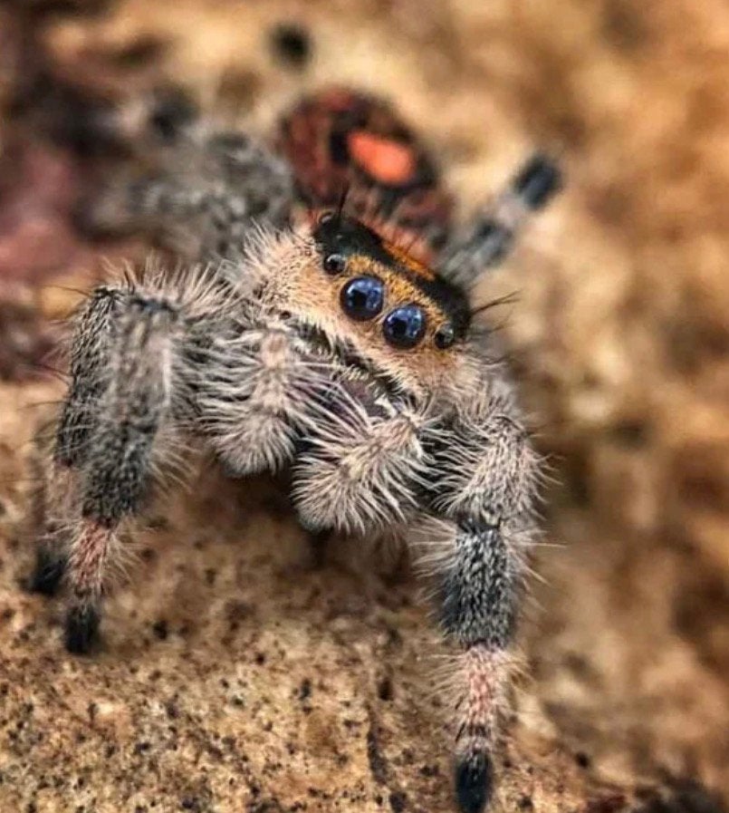 Gezocht !!! Springspinnen / phidippus regius /jumping spider, Spin of Schorpioen