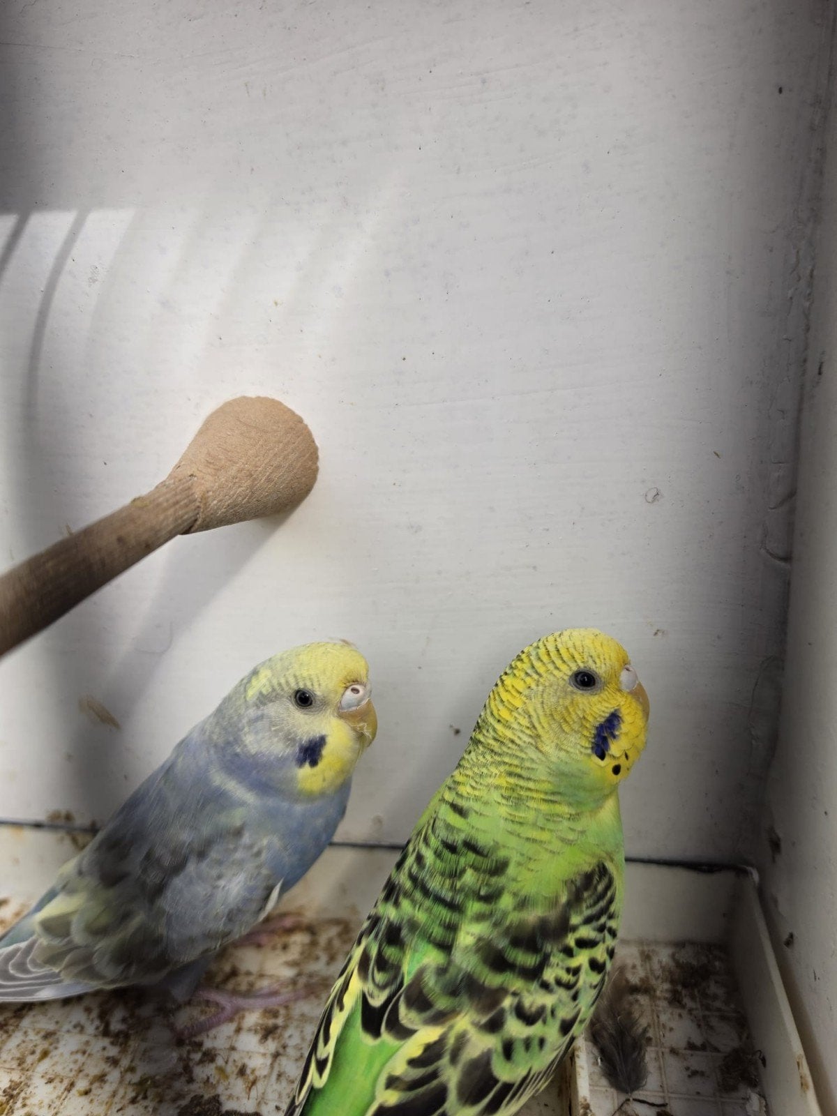 Grasparkiet popjes, Dieren en Toebehoren, Vrouwelijk, Parkiet
